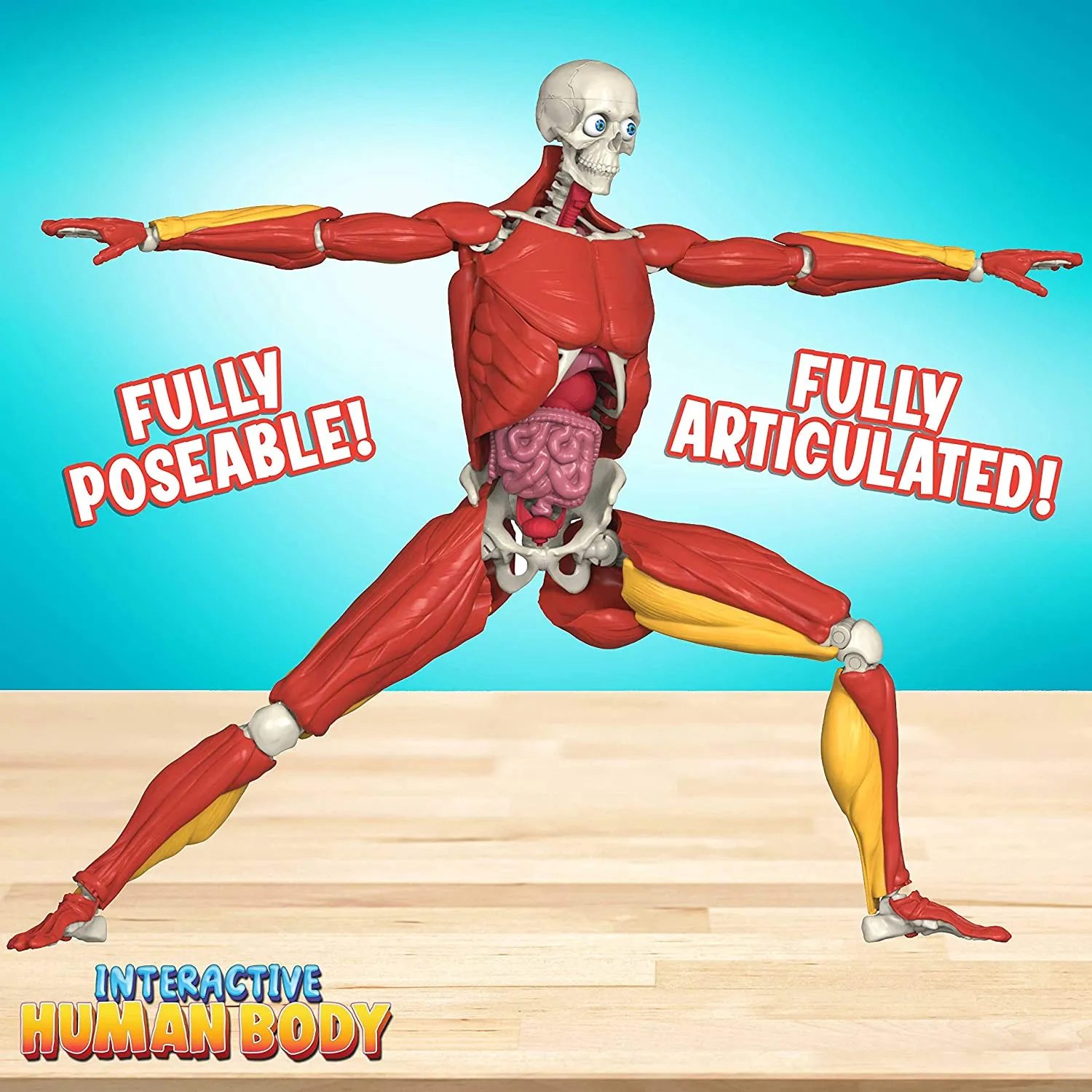 Interactive Human Body Toy