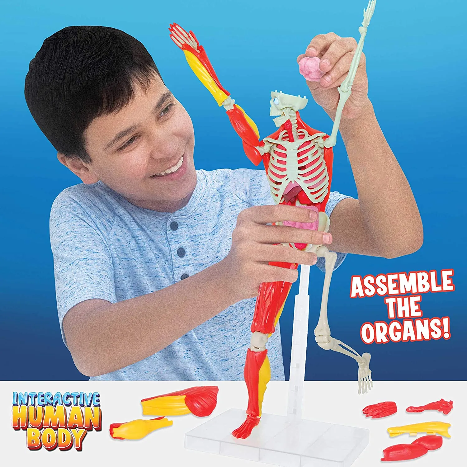 Interactive Human Body Toy