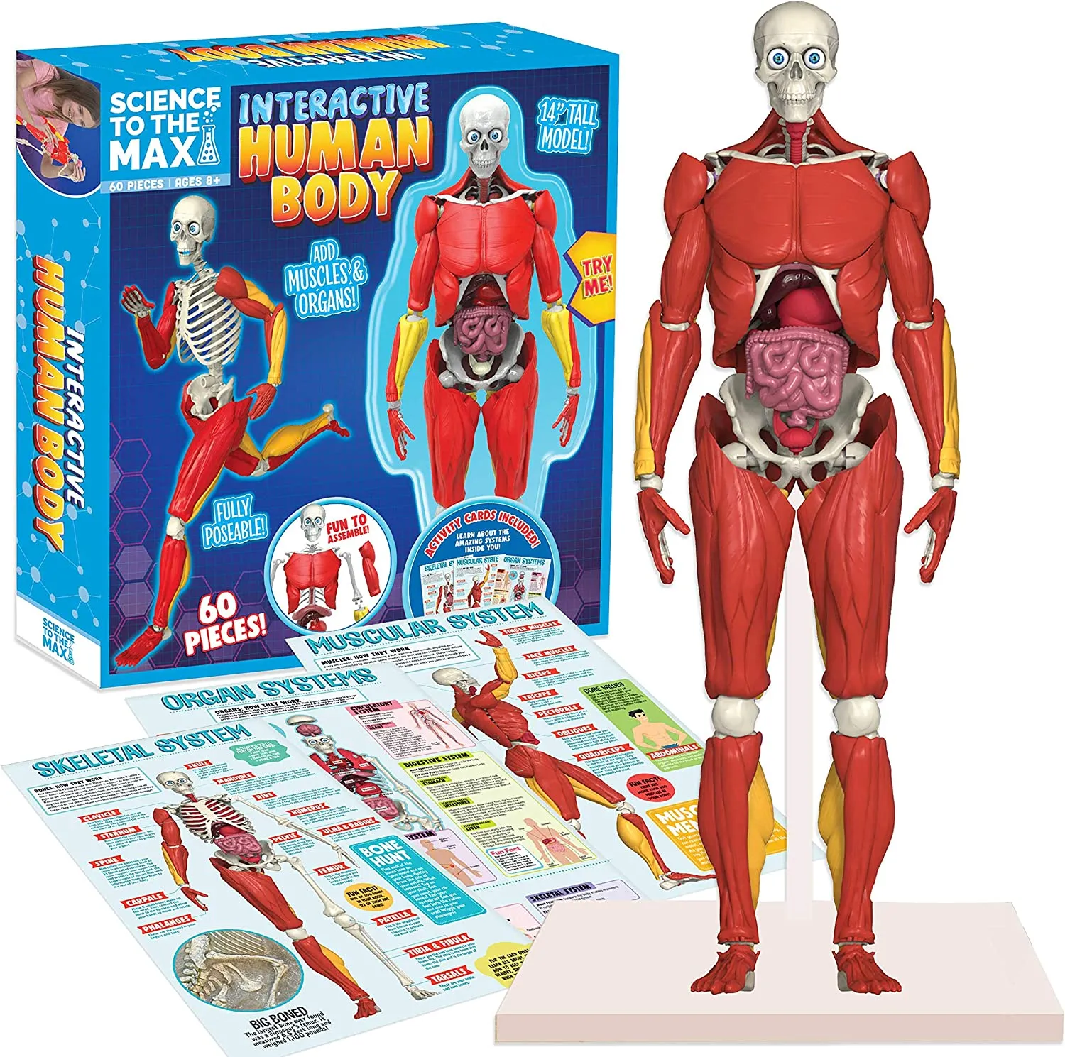 Interactive Human Body Toy